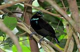 Victoria's Riflebird